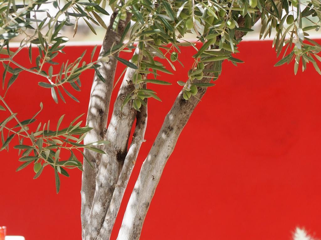 Dar Tifrouine Ξενοδοχείο Lalla Takerkoust Εξωτερικό φωτογραφία